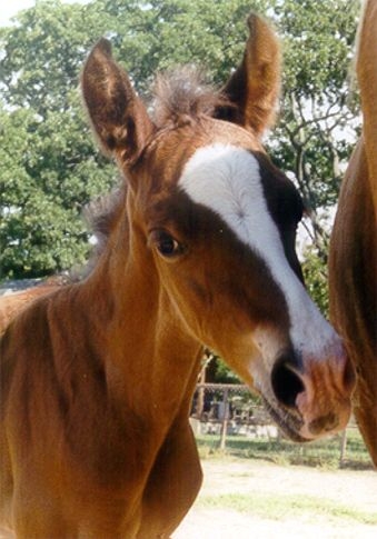AAS SUDANI 11-15-02 bay filly AHA#611850 (AAS AL SAKB+ x BINT AMIRAA)