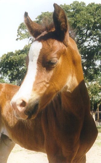 AAS SUDANI 11-15-02 bay filly AHA#611850 (AAS AL SAKB+ x BINT AMIRAA)