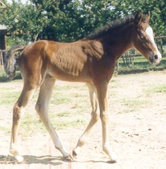 AAS SUDANI 11-15-02 bay filly AHA#611850 (AAS AL SAKB+ x BINT AMIRAA)