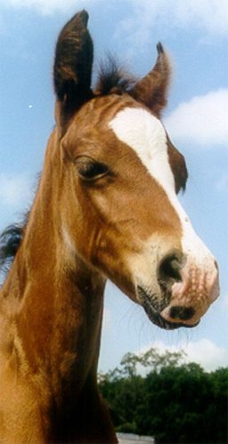 AAS SUDANI 11-15-02 bay filly AHA#611850 (AAS AL SAKB+ x BINT AMIRAA)