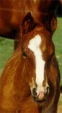 filly by IBN TAAM-RUD+ out of DB JASIDAH