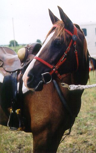 HAWLA AL BADIA+ at the Off Road Warrior endurance ride, 2002.