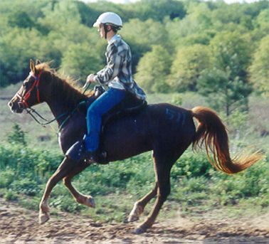 HAWLA AL BADIA+ at the Peotry Fantasy Flight endurance ride, 1997. photo by J Adame