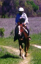 HAWLA AL BADIA+ at the Texas Bluebonnet Classic endurance ride, 2000