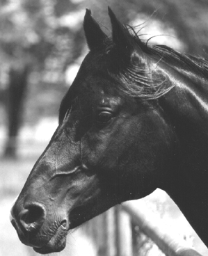 AAS AL SAKB+ Head Study; photo by John Adame