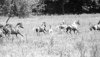 T_mares.jpg (2303 bytes)