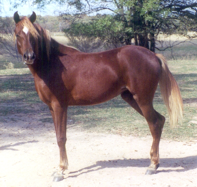 AAS MASAH