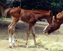 filly out of RC ARIEL by DB SHAHHAT born 5/12/00