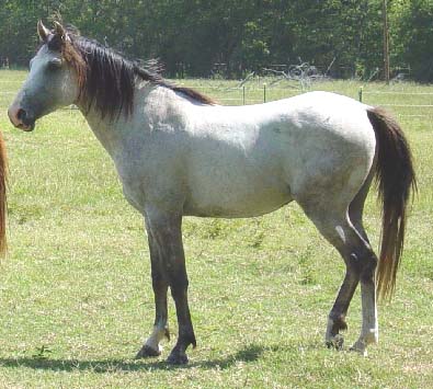 AAS ENAN ~ 3yo