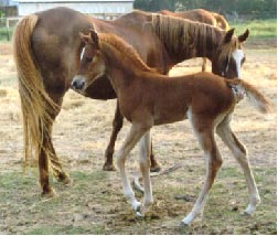 4/24/00 filly, AAS MASAH (AHA#576395) by DB SHAHHAT X BINT AMIRAA