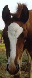 Filly, AAS ANIDAH (sold) by AAS EL HEZZEZ X AAS AL ABADIYA
