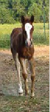 Filly by AAS EL HEZZEZ X AAS AL ABADIYA