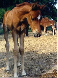 5/3/00 colt, MR. BREEZE (AHA#576039) by DB SHAHHAT X HAFIDA AL AMIRAA