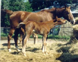 Colt by DB SHAHHAT X DB JASIDAH