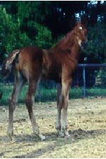 4/26/00 filly, AAS HADIAH (AHA#576038) by DB SHAHHAT X AAS ARDAL RAFIGA