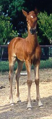 Filly by DB SHAHHAT X AAS ARDAL RAFIGA