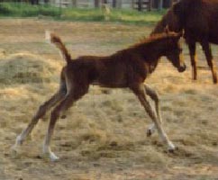AAS JOKER (sold) by DB SHAHHAT X DB JASIDAH