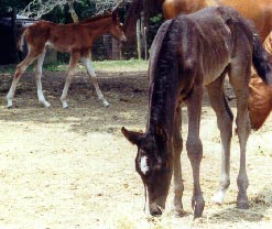 AAS GHALIA (sold) out of DESERT KALILA by AAS EL HEZZEZ born 5/12/00