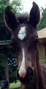 filly out of DESERT KALILA by AAS EL HEZZEZ born 5/12/00