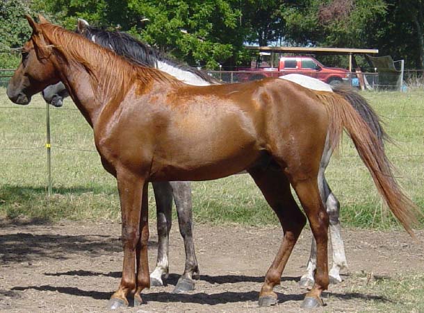 AAS SAIL ~ 4yo