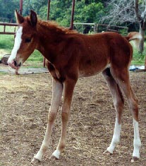 5/15/00 colt, AAS SAHIB (AHA#576394)  out of RC TUEMA by DB SHAHHAT born  5/15/00