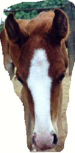 colt out of RC TUEMA by DB SHAHHAT born  5/15/00
